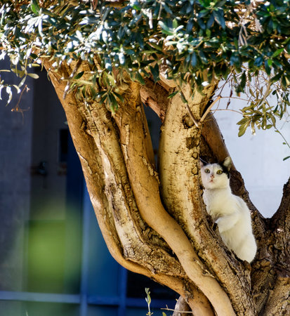 White cat with black ears sitting on an olive tree