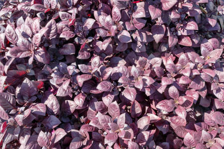 Nature wallpaper, floral background, greeting cardsの写真素材