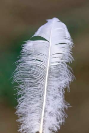 White bird feather very close-up a blurred color backgroundの写真素材