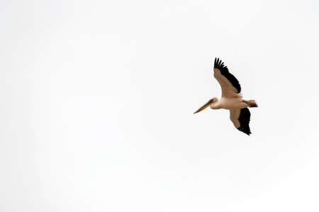 Pelican hovers in the sky with outstretched wings during migration in Israel white backgroundの写真素材