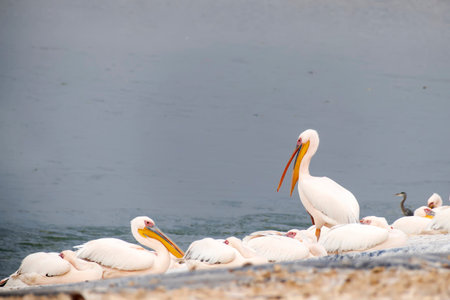Pelican with an open beak stands among resting pelicans. the time of migration in Israelの写真素材