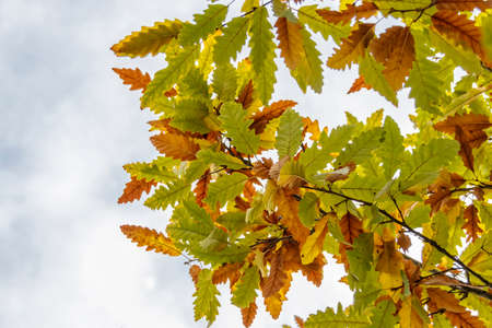 Branch of an oak tree with a yellow green autumn foliageの写真素材