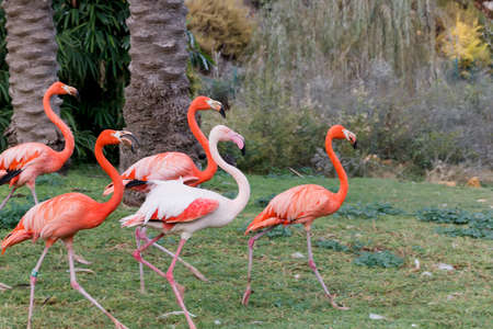 A group of pink flamingos walkingの写真素材