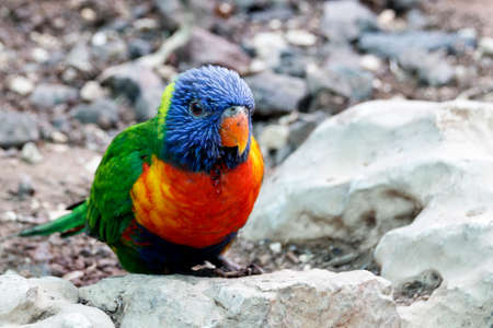 Multicolored Rainbow Lorikeet parrot sits on a stony surfaceの写真素材