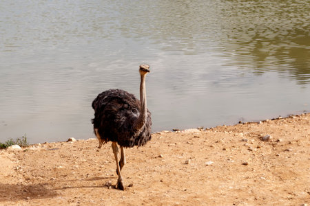 Common ostrich bird on the sandy shoreの写真素材