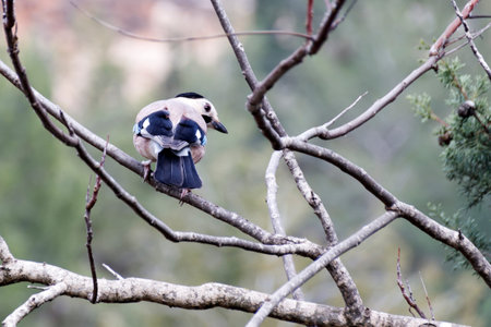 Blue jay sits on a dry branch