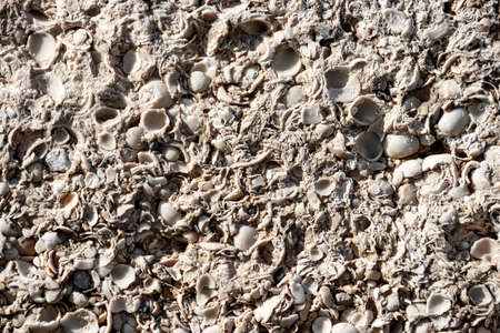 Textured wall of shell rock, background close-upの写真素材