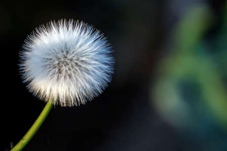 White dandelion head on a blurred green backgroundの写真素材
