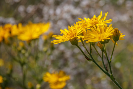 Yellow flowers of Black-bracted Hawkweed close up