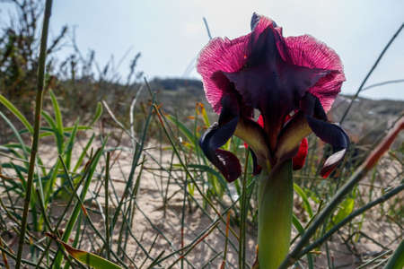 Wild burgundy iris in the sandsの写真素材