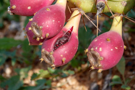 Fruits of Opuntia prickly cactus close up wallpaperの写真素材