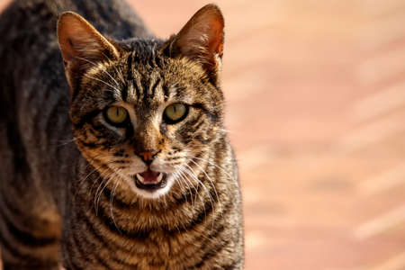 Gray striped tabby street cat showing fangs wallpaperの写真素材