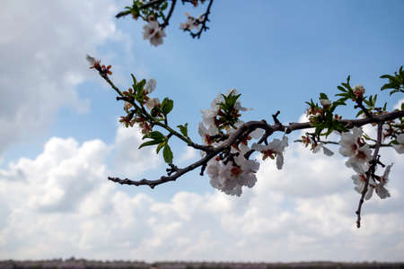 Branch of almond tree with flowersの写真素材