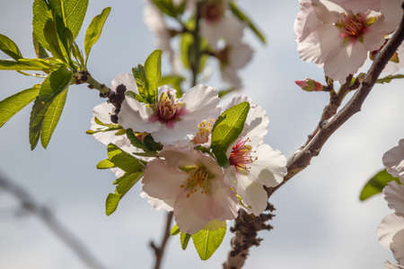 Leaves and flowers of the almond treeの写真素材