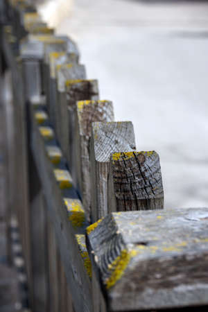 Wooden fence stakes are covered with lichenの写真素材