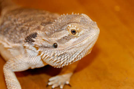 Head of Bearded Dragon Lizardの写真素材