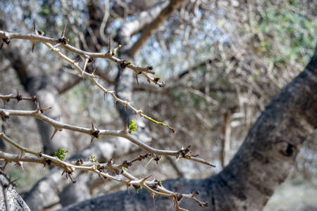 Prickly acacia branches with swollen budsの写真素材