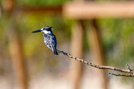 Pied Kingfisher, Ceryle rudis birdの写真素材