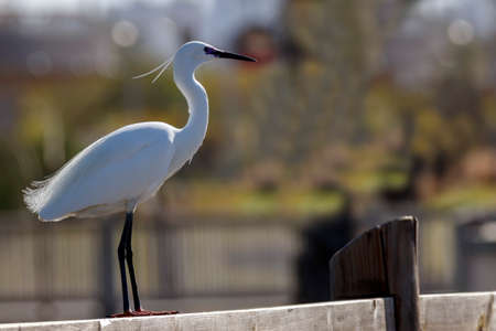 The Little Egret white bird standing on wooden fence close-upの写真素材