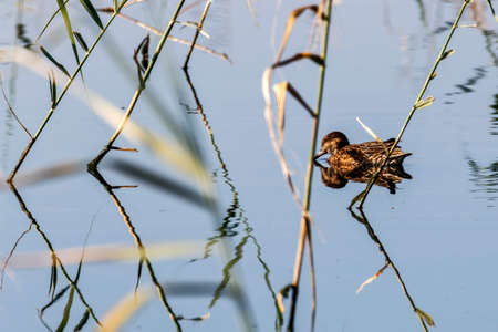 Brown duck floating on smooth waterの写真素材