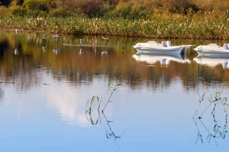 Reflection in the water of a pond of reeds and catamaransの写真素材