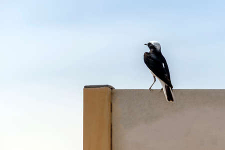 A rocky bird sits on a road signの写真素材