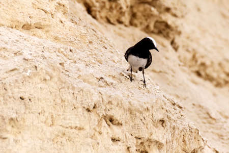 Hooded Wheatear - Tomas Ruginis black and white birdの写真素材