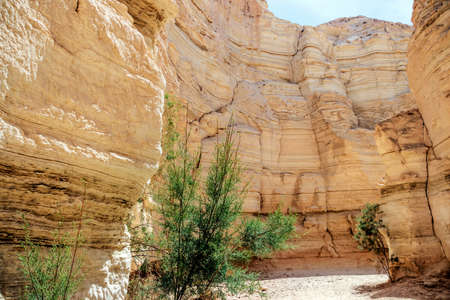 A walking path in the gorge among white chalk cliffsの写真素材