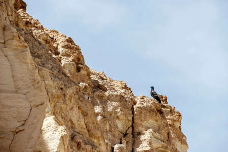 Pigeon sitting on a rock in a gorge on a dead seaの写真素材