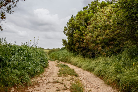 A country road between green bushes and treesの写真素材
