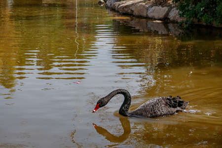 Reflection of a black swan in the water of a pondの写真素材