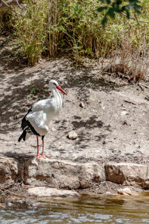 The white stork standing in the sunlight under the treesの写真素材