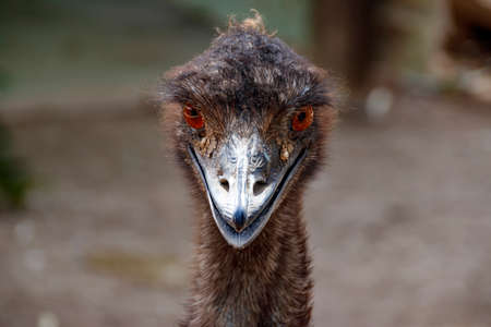 Portrait of an ostrich Emu. Birds head close-upの写真素材