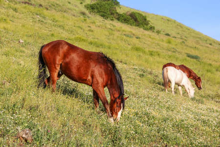 Horses graze on a mountain meadowの写真素材