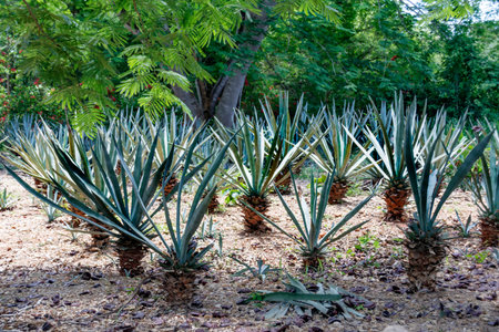 Field of agave sisalana perrine. Mexicoの写真素材