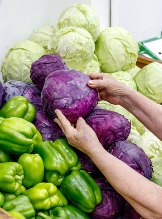 Hands of an elderly woman choosing cabbageの写真素材