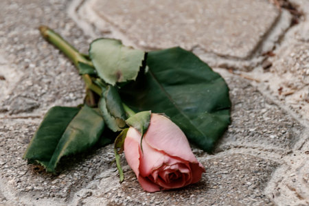 A bud of a pink rose with leaves