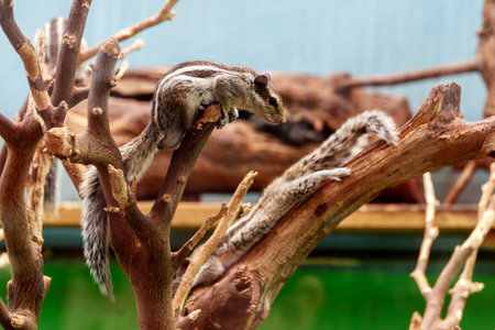 Chipmunks playing on dry tree branches in a Zooの写真素材