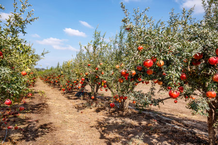 Ripe pomegranate fruits on the branches of trees