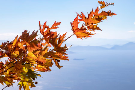 Branch of plane tree with red and brown autumn leaves and seeds against a blurred background of blue...