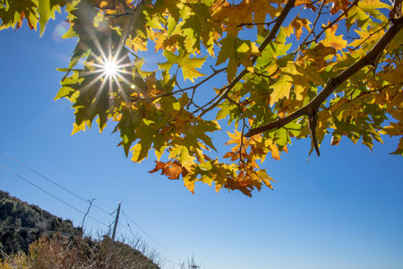 Sunshine through branches of plane tree with golden autumn leaves. Greece
