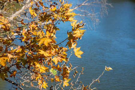 Autumn yellow leaves and fruits of plane tree on a blue blurred background. Palaio Pyrgos. Greeceの写真素材