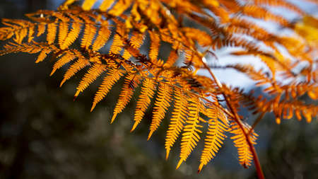 Fiery fern leaves in backlight on a blurred dark background. Litochoro. Greeceの写真素材