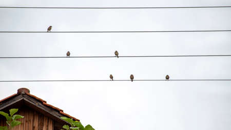 Sparrow birds sitting on electric wires. Tile-roofed house. Greeceの写真素材