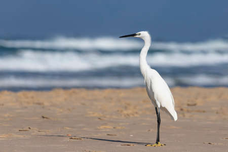 White little heron bird stands on the sand on the beach. Israelの写真素材