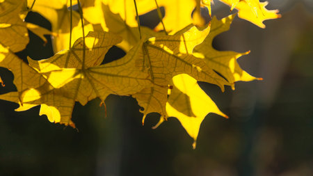 Yellow autumn foliage in the sunlight backlight on a dark blurred background.