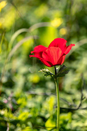 Red anemone flower close up in grass in backlight on a blurred green backgroundの写真素材