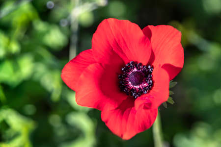 Head of a single red anemone flower close up on a blurred green backgroundの写真素材