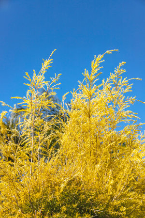Young yellow shrub twigs against a blue sky close-upの写真素材