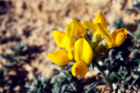 Bright yellow flowers on a sandy background close upの写真素材